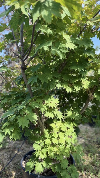 ACER JAPONICUM VITIFOLIUM