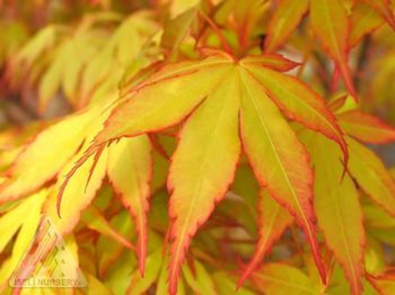 ACER PALM. KATSURA