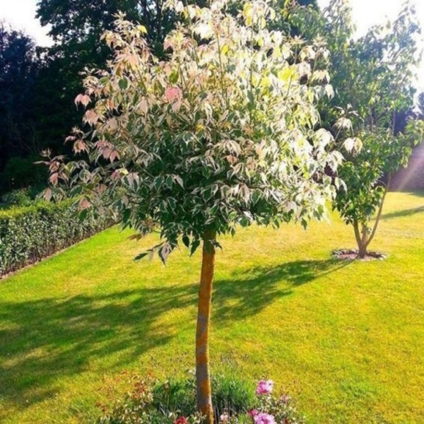 ACER NEGUNDO FLAMINGO