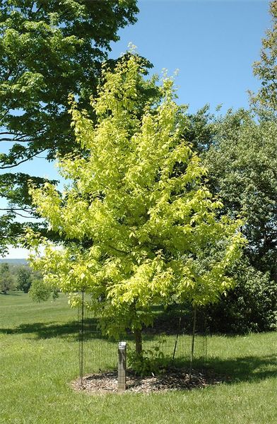 ACER NEGUNDO KELLY'S GOLD