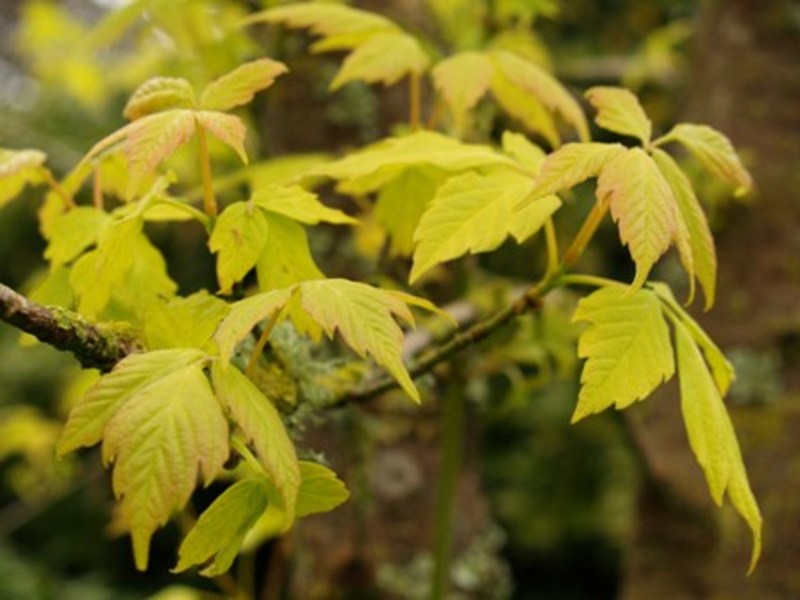 ACER NEGUNDO KELLY'S GOLD