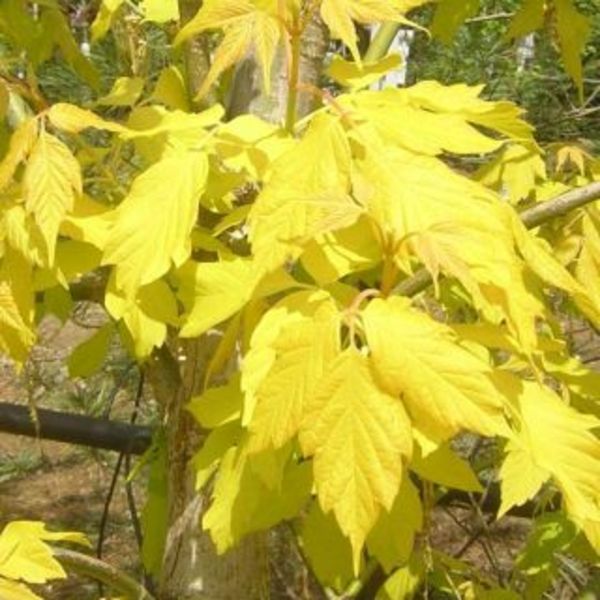 ACER NEGUNDO KELLY'S GOLD