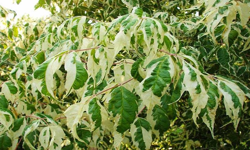ACER NEGUNDO VARIEGATUM