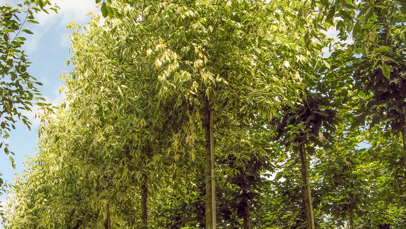 ACER NEGUNDO VARIEGATUM