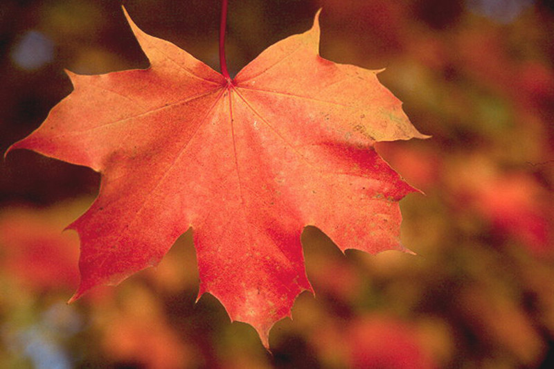 ACER NORWEGIAN SUNSET