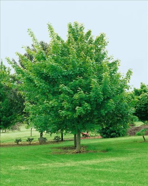 ACER NORWEGIAN SUNSET