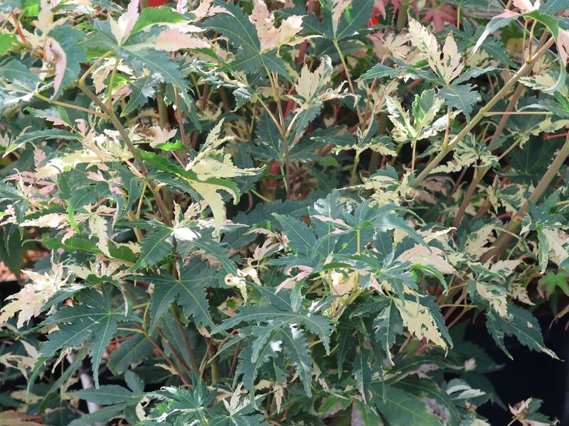 ACER PALM. ORIDONO NISHIKI