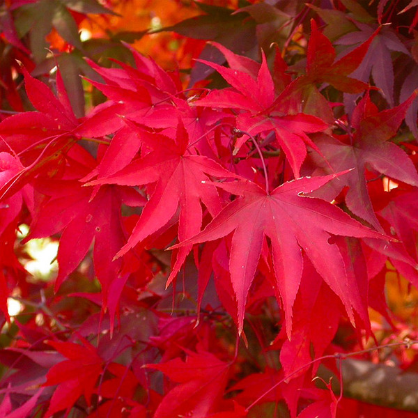 ACER PALM. OSAKAZUKI
