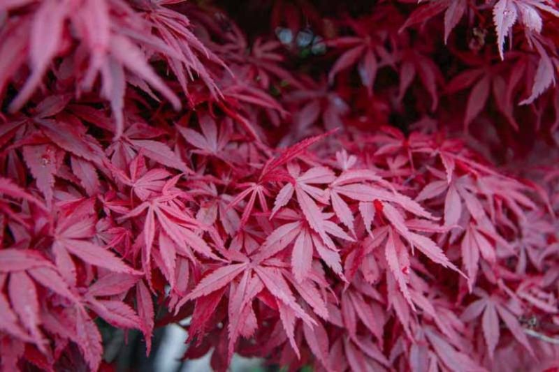 ACER PALM. ATROPURPUREUM