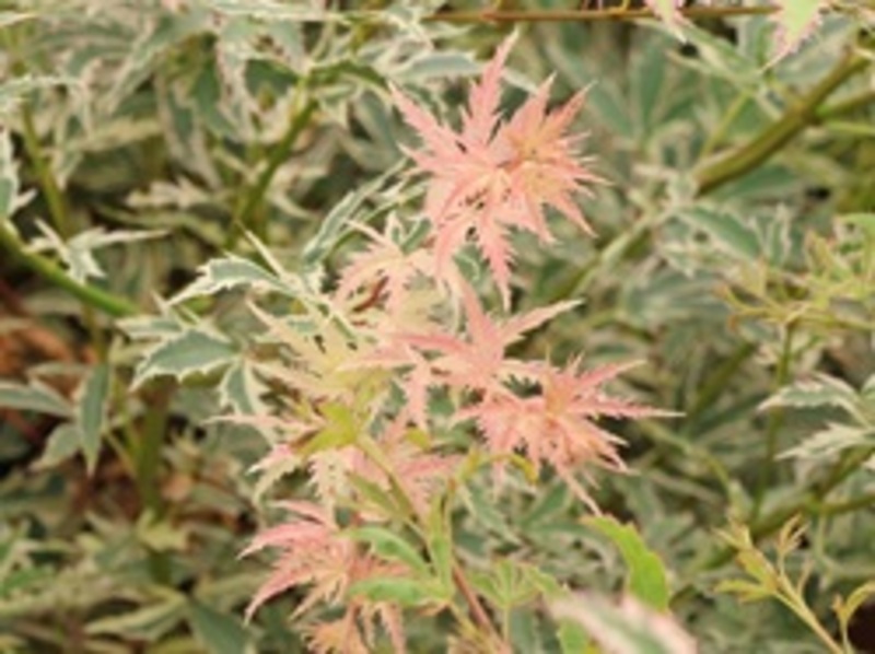 ACER PALM. BUTTERFLY