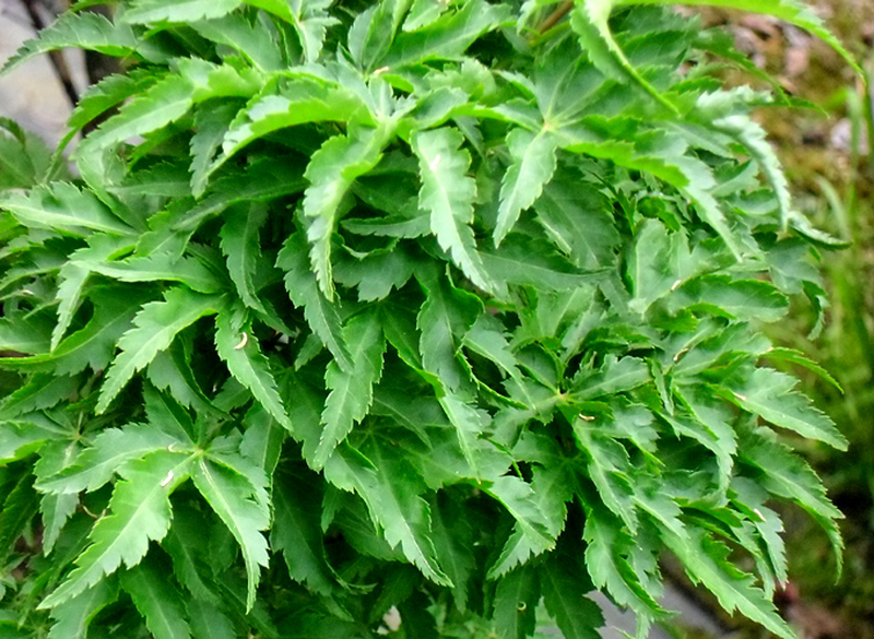 ACER PALM. CRISPIFOLIUM