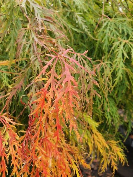 ACER PALM. DISSECTUM VIRIDIS