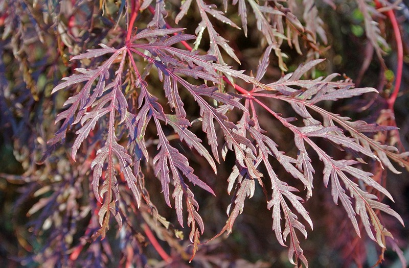 ACER PALM. DISS. INABA SHIDARE
