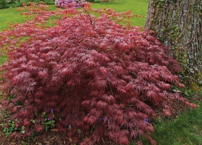 ACER PALM. DISS. INABA SHIDARE