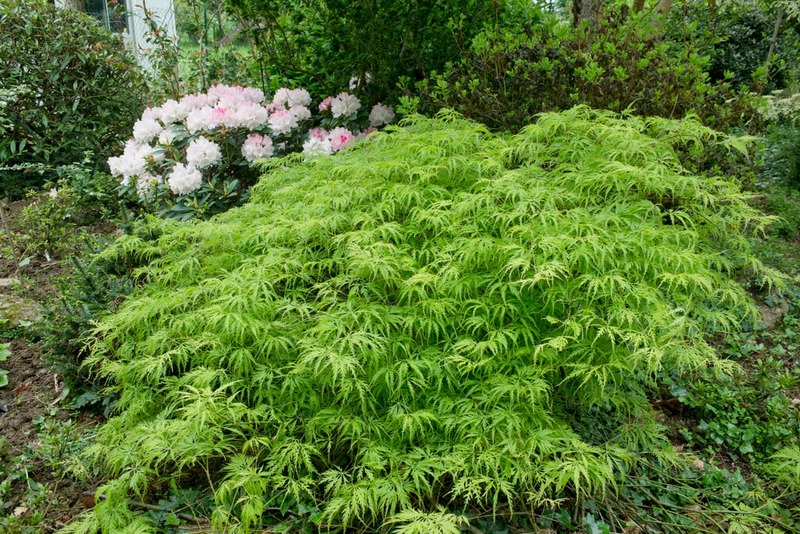 ACER PALMATUM DISS. VIRIDIS