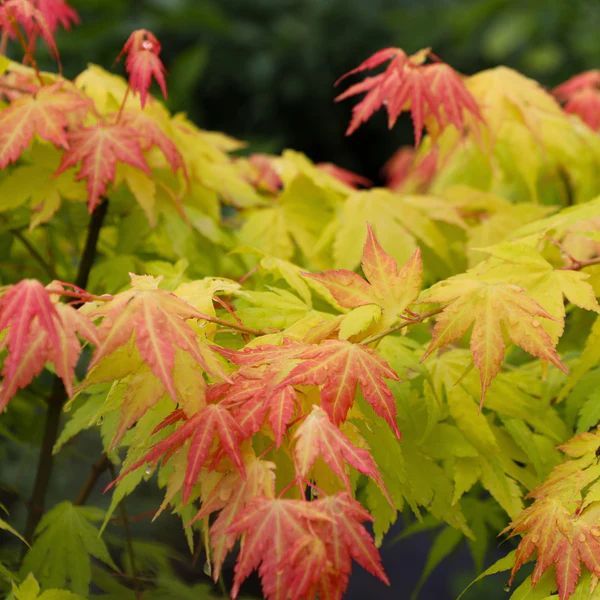 ACER PALM. ORANGE DREAM