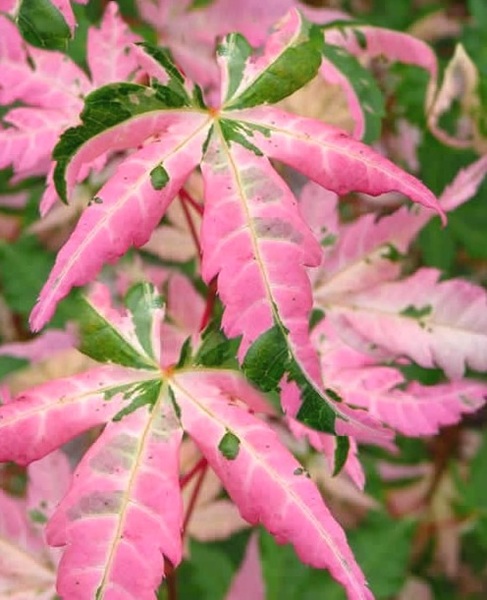 ACER PALM. ORIDONO NISHIKI