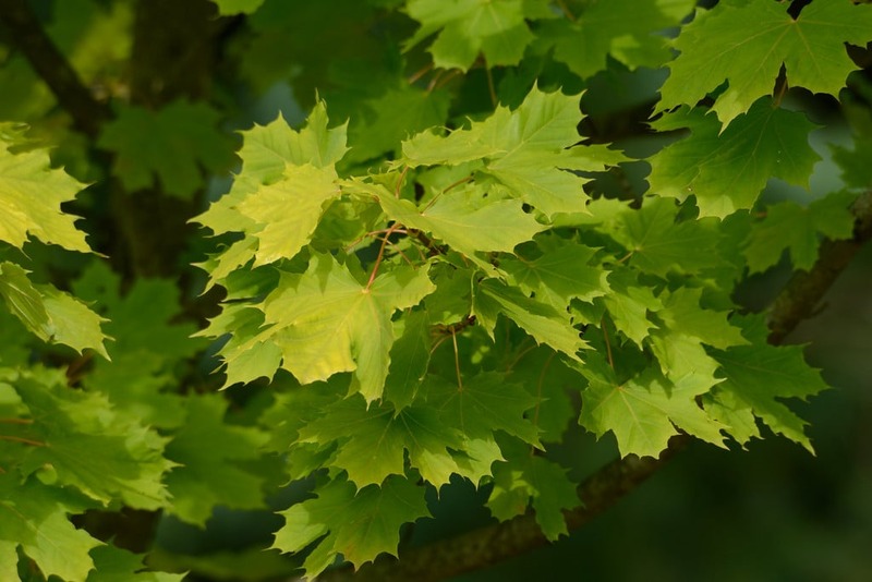 ACER PLAT. PRINCETON GOLD