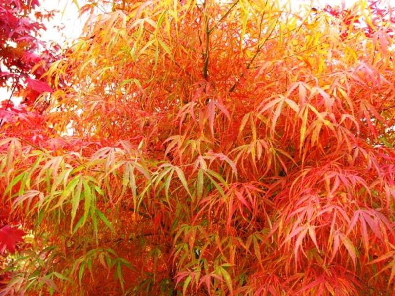 ACER PALM. SEIRYU