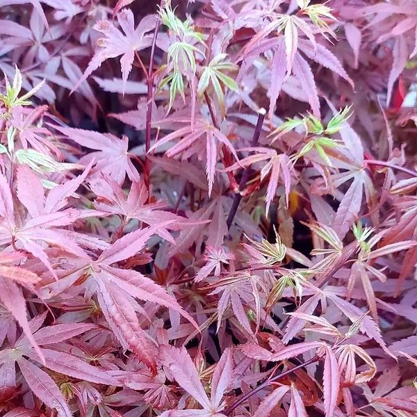 ACER PALM. SKEETER'S BROOM