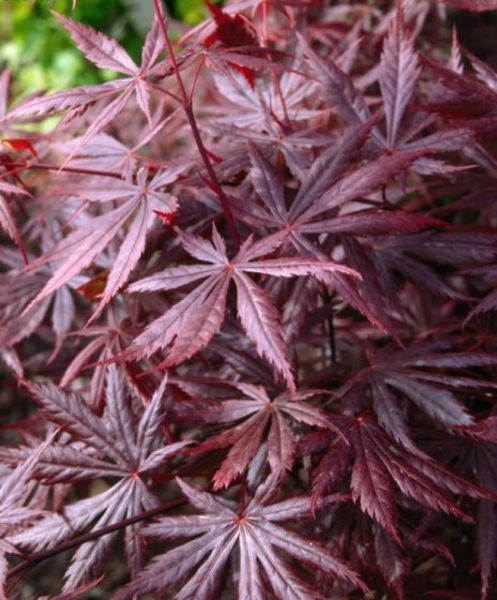 ACER PALM. TROMPENBURG