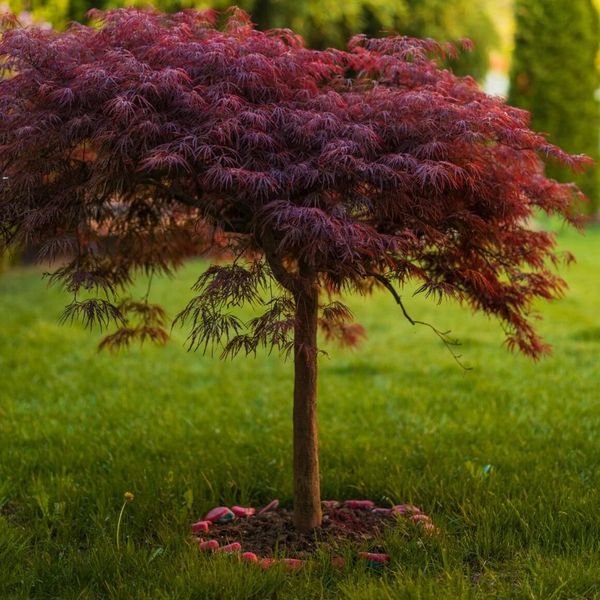 ACER PALM. DISS. INABA SHIDARE