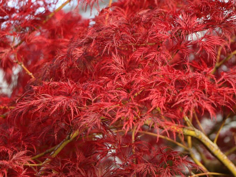 ACER PALM. EMERALD LACE