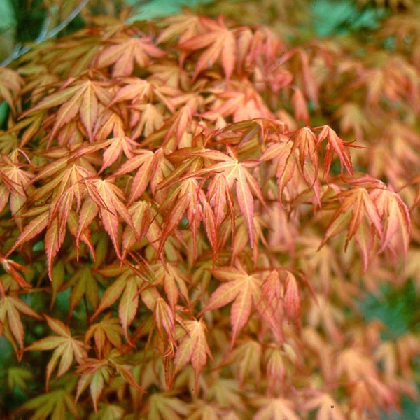 ACER PALM. KATSURA