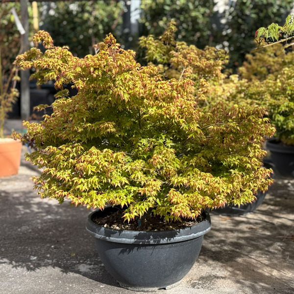 ACER PALM. LITTLE PRINCESS