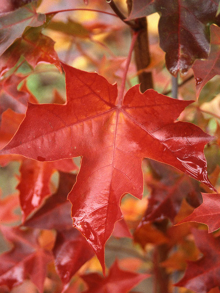 ACER PACIFIC SUNSET