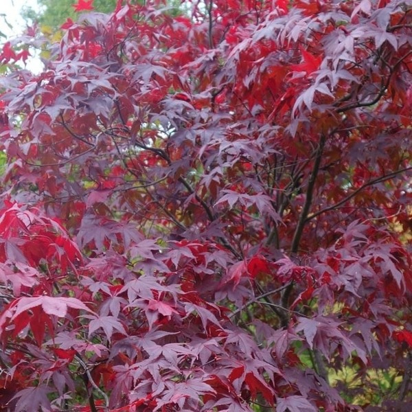 ACER PALM. ATROPURPUREUM
