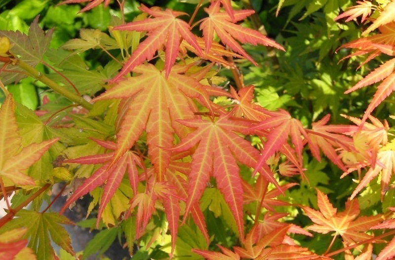 ACER PALM. ORANGE DREAM