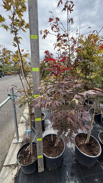 ACER PALM. ATROPURPUREUM