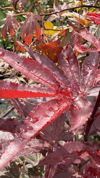 ACER PALM. ATROPURPUREUM