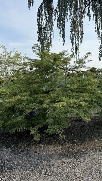 ACER PALM. TROMPENBURG