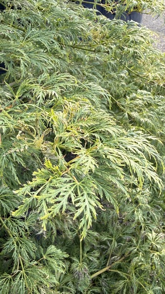 ACER PALM. TROMPENBURG