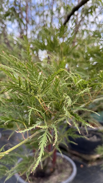 ACER PALM. DISSECTUM VIRIDIS