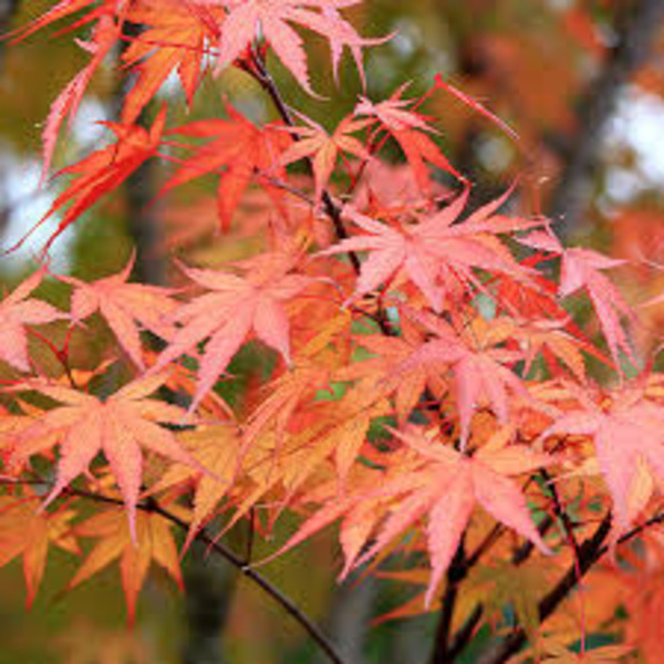 ACER PALM. ARAKAWA
