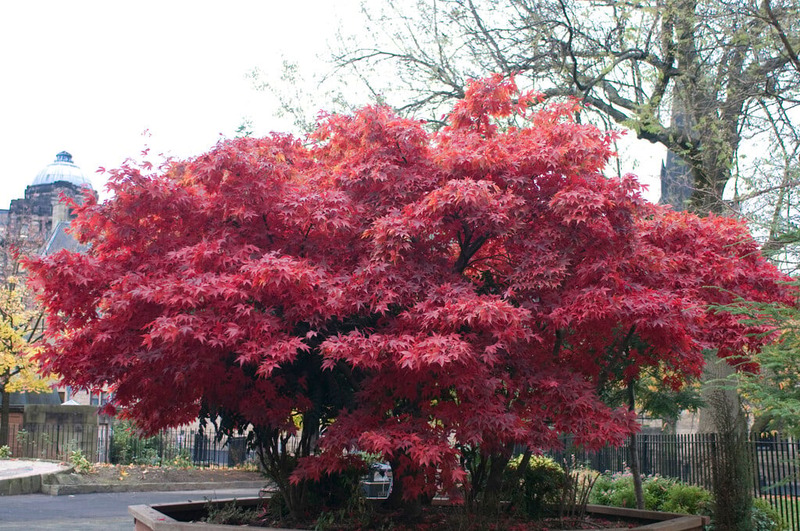 ACER PALM. ATROPURPUREUM