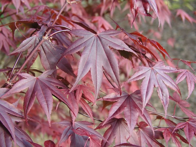 ACER PALM. BLOODGOOD