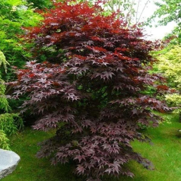 ACER PALM. BLOODGOOD