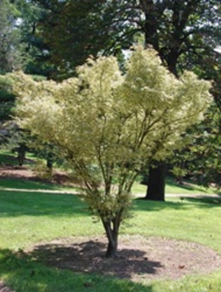 ACER PALM. BUTTERFLY