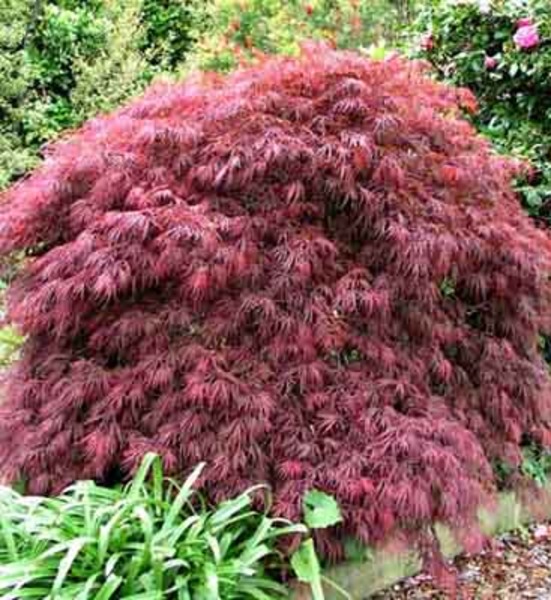 ACER PALM. CRIMSON PRINZESS