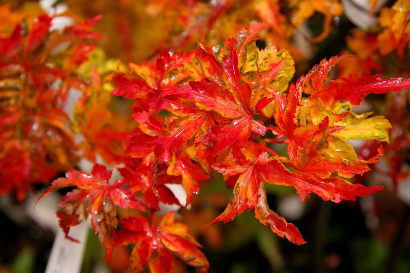 ACER PALM. CRISPIFOLIUM
