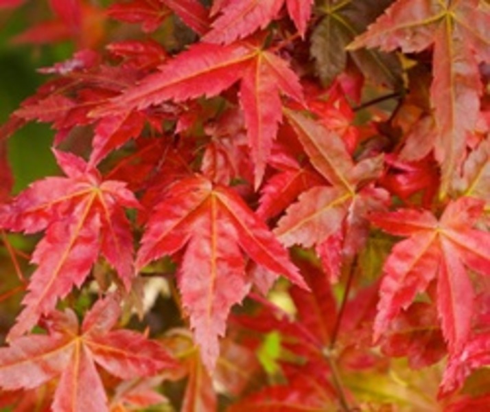 ACER PALM. DESHOJO
