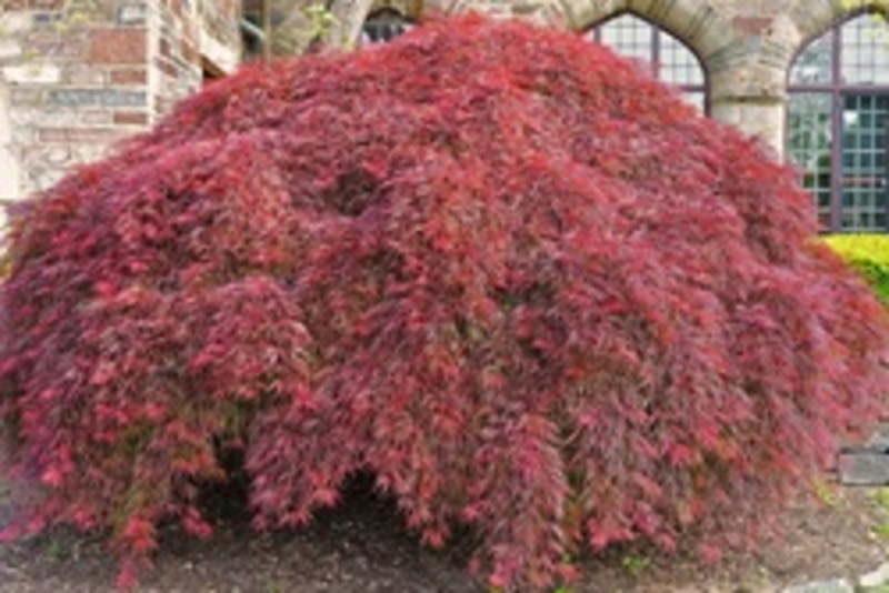 ACER PALM. DISSECTUM GARNET