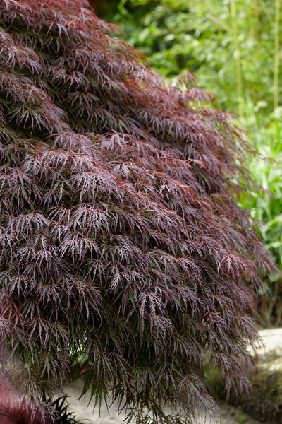 ACER PALM. DISS. ATROPURPUREUM
