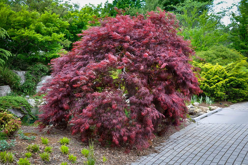 ACER PALM. DISS. INABA SHIDARE