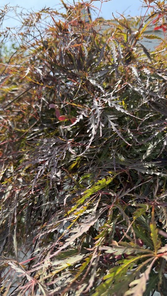 ACER PALM. DISS. INABA SHIDARE