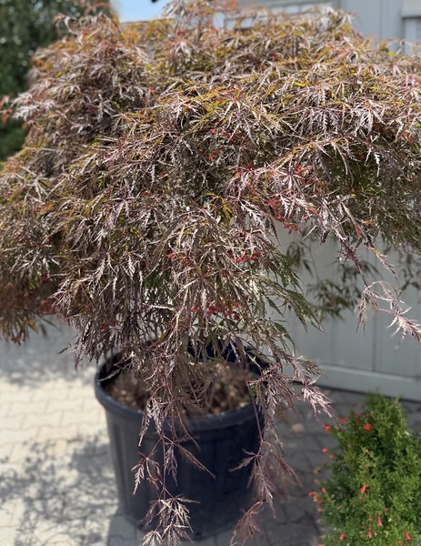 ACER PALM. DISS. INABA SHIDARE